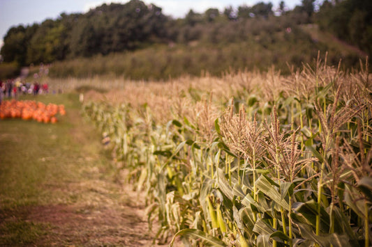 Tracing Nebraska's Finest Popcorn: From Field to Bag